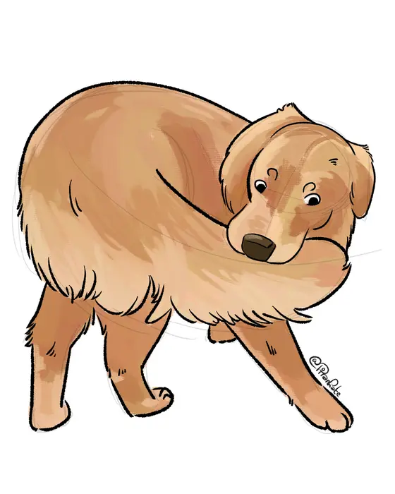 Illustration d'un golden retriever qui mordille sa laisse