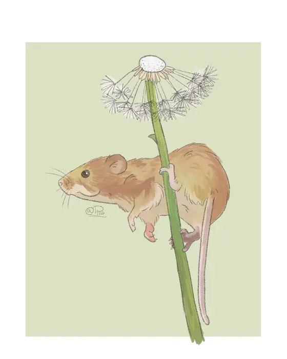 Illustration d'une souris grimpée sur un pissenlit